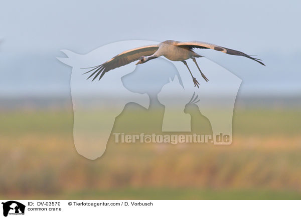 common crane / DV-03570