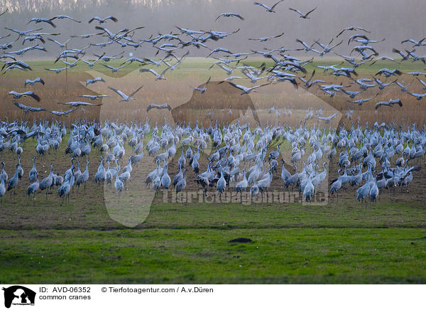 common cranes / AVD-06352