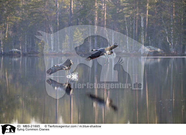 fliegende Graue Kraniche / flying Common Cranes / MBS-21885