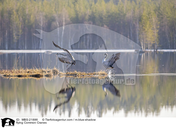 fliegende Graue Kraniche / flying Common Cranes / MBS-21886