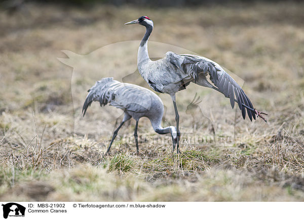 Graue Kraniche / Common Cranes / MBS-21902