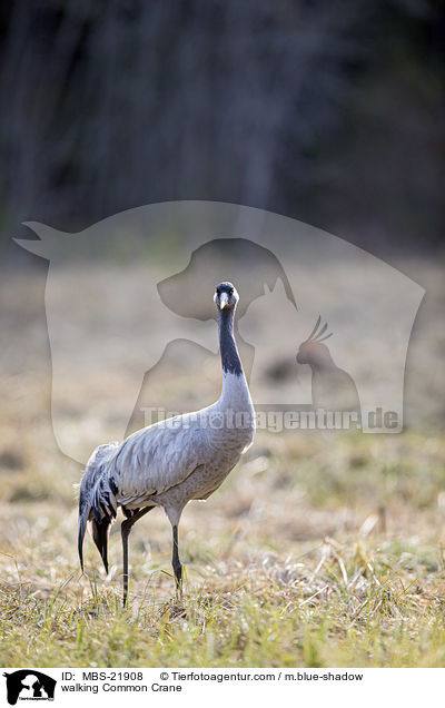 laufender Grauer Kranich / walking Common Crane / MBS-21908