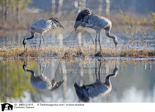 Graue Kraniche / Common Cranes / MBS-21915