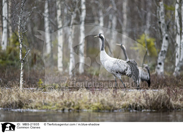 Graue Kraniche / Common Cranes / MBS-21935