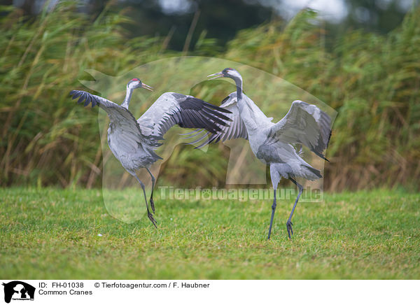 Graue Kraniche / Common Cranes / FH-01038