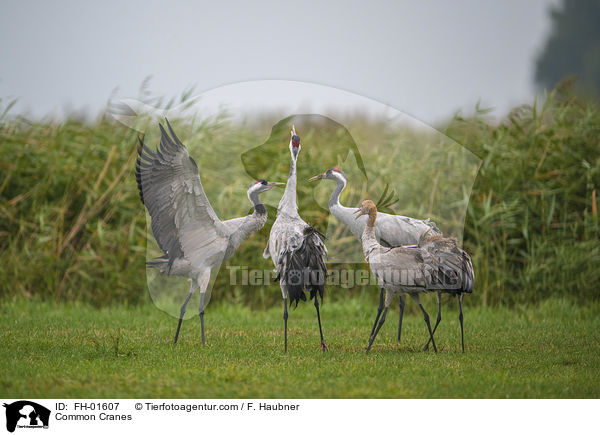 Graue Kraniche / Common Cranes / FH-01607