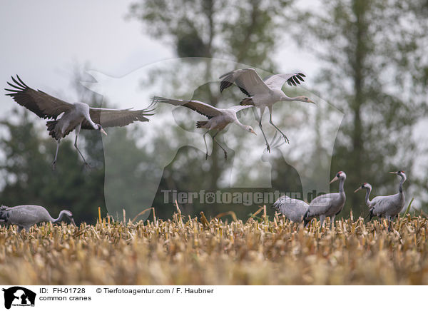 common cranes / FH-01728
