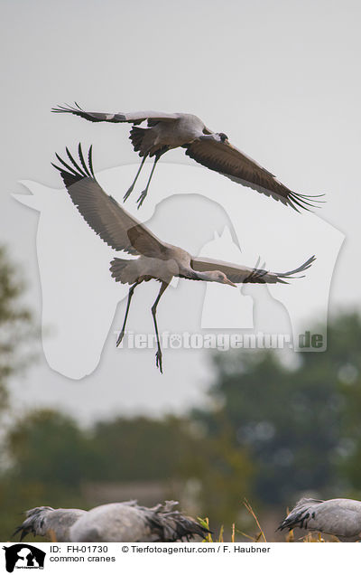 common cranes / FH-01730