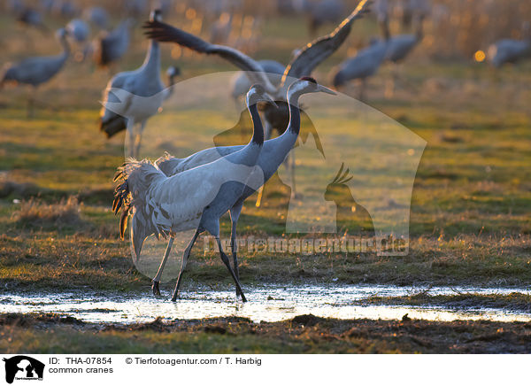 Graue Kraniche / common cranes / THA-07854