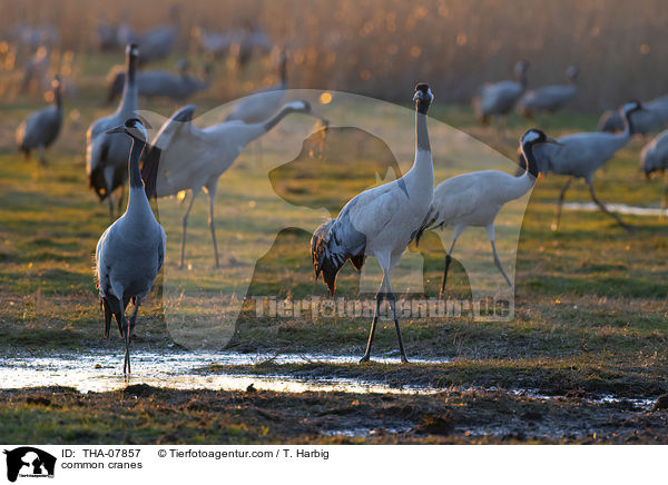 Graue Kraniche / common cranes / THA-07857