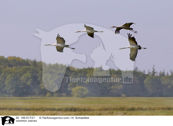 Graue Kraniche / common cranes / HS-01721