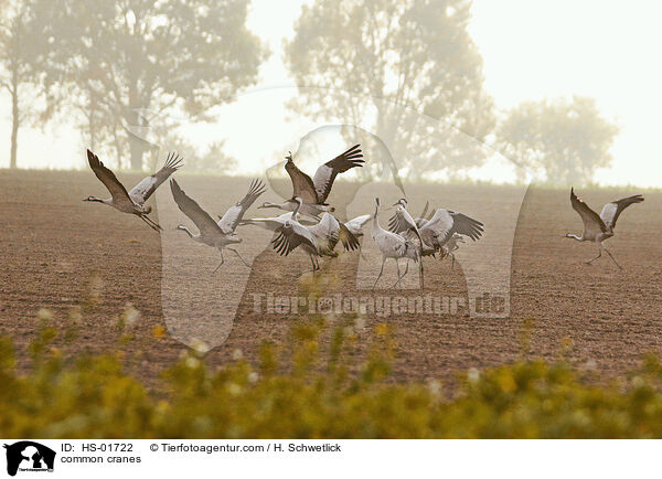 Graue Kraniche / common cranes / HS-01722