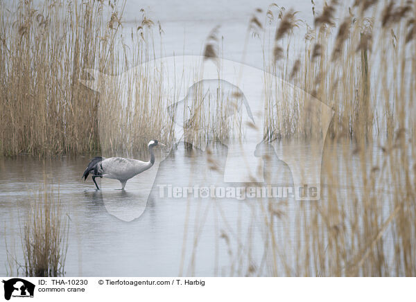 Grauer Kranich / common crane / THA-10230