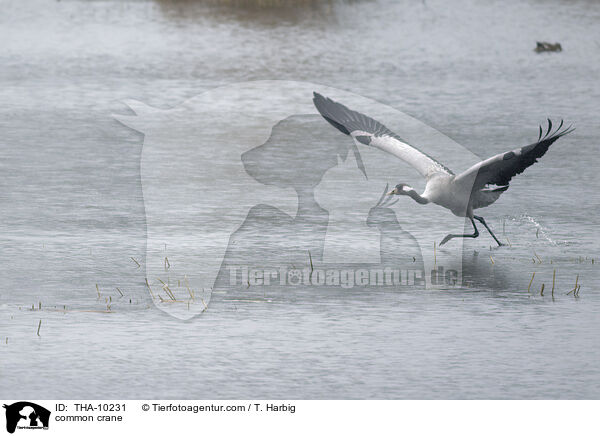 Grauer Kranich / common crane / THA-10231