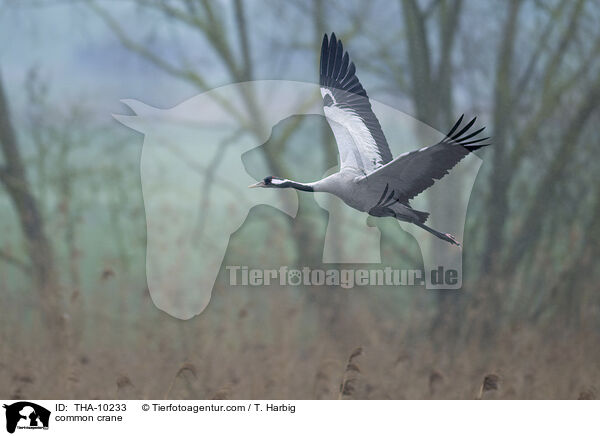 Grauer Kranich / common crane / THA-10233