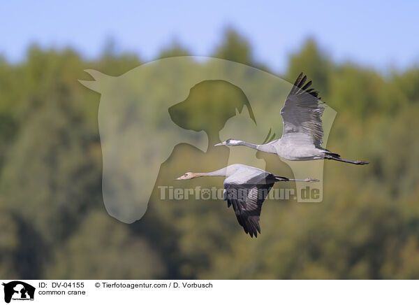 Grauer Kranich / common crane / DV-04155