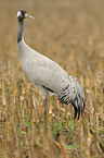 common crane