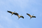 common cranes