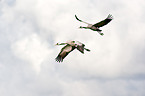 common cranes