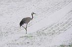 common crane