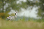 common crane