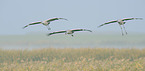 common cranes