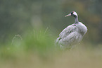 common crane