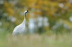 common crane