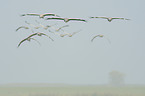 common cranes