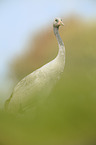 common crane