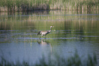 common crane