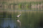 common crane