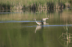 common cranes