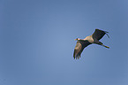 common crane