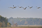 Eurasian cranes