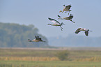 Eurasian cranes