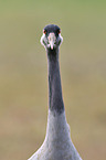 Eurasian crane