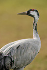 Eurasian crane