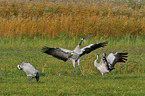 Eurasian cranes