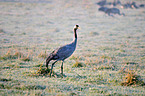 Eurasian crane