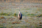 Eurasian crane