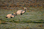 Eurasian cranes