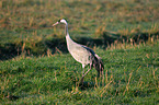 Eurasian crane