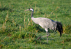 Eurasian crane