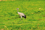 Eurasian crane