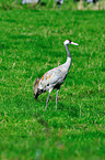 Eurasian crane