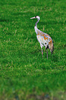 Eurasian crane