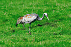 Eurasian crane