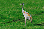 Eurasian crane