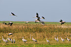 Eurasian cranes